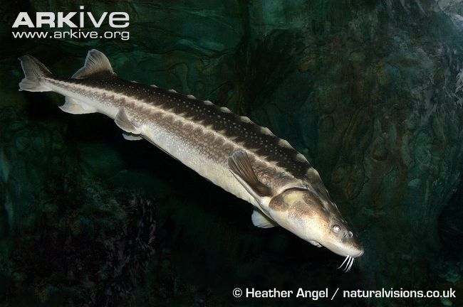 Acipenser sinensis Gray, 1835